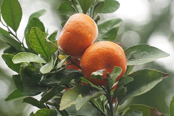 Cặp quất lục bình khủng giá hàng chục triệu ở Hà Nội